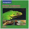 - - Grune Leguane und andere Leguane im Terrarium